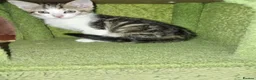 Mixed Breed cats for sale: Beautiful All White, all black & tabby kittens - Advert 14