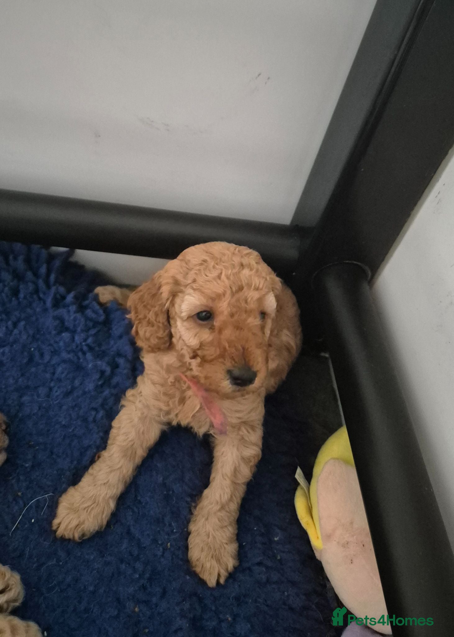 Miniature Poodle dogs KC Reg Apricot Miniature Poodle - Advert 1