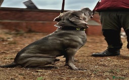 Cane Corso dogs for stud: ⭐️LOKI⭐️ - Image 3