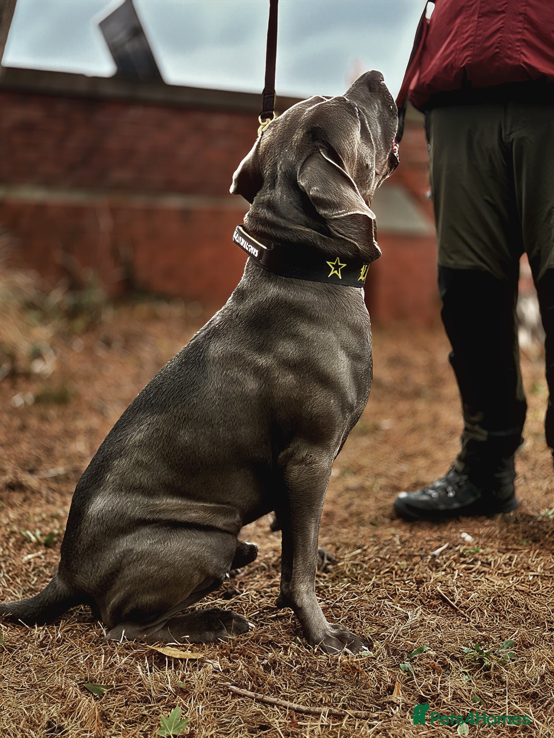 Cane Corso dogs for stud: ⭐️LOKI⭐️ - Image 3