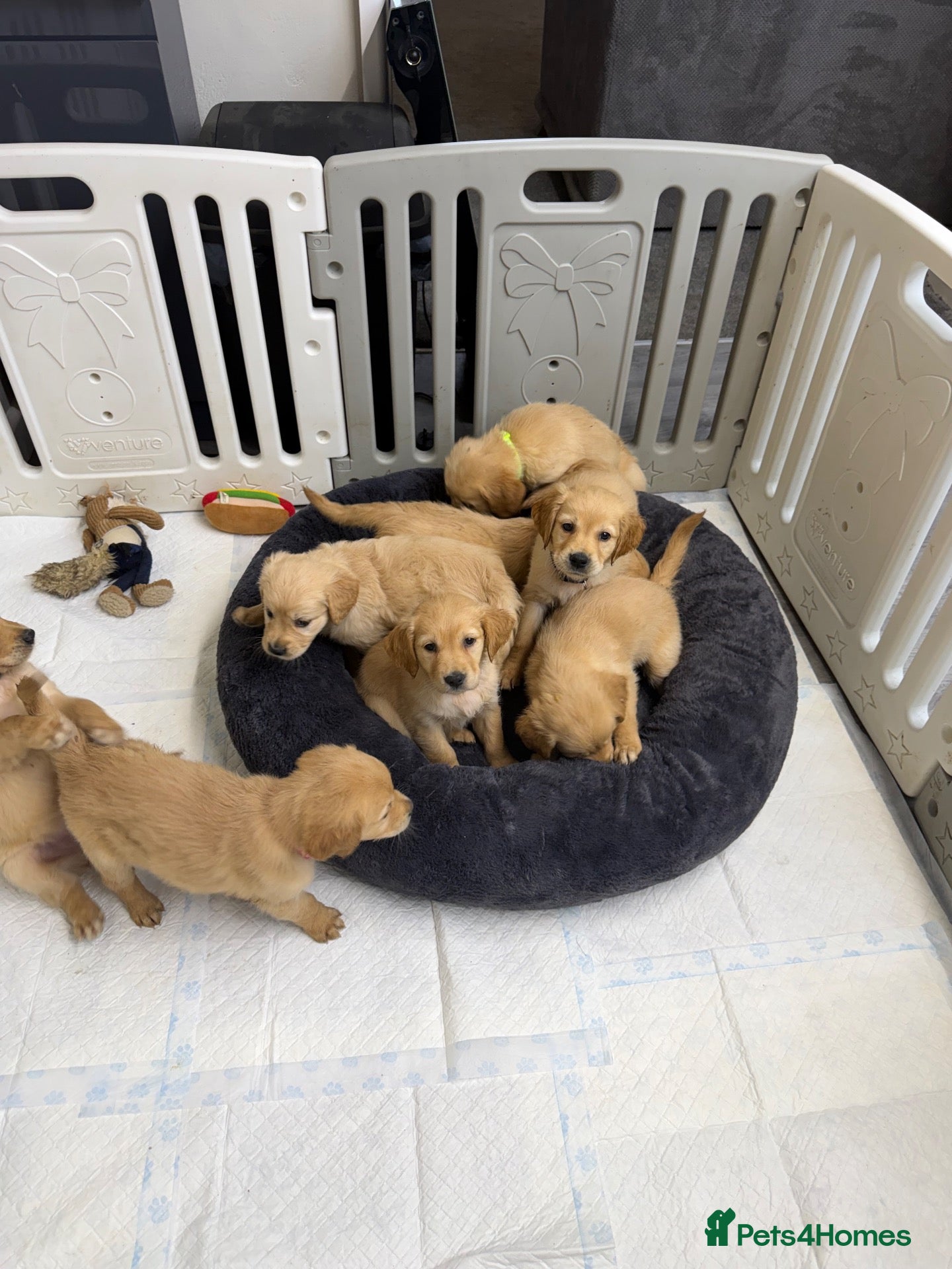 Golden Retriever dogs 1 Female left Golden retriever dark puppies 🐶 🦴 - Advert 5