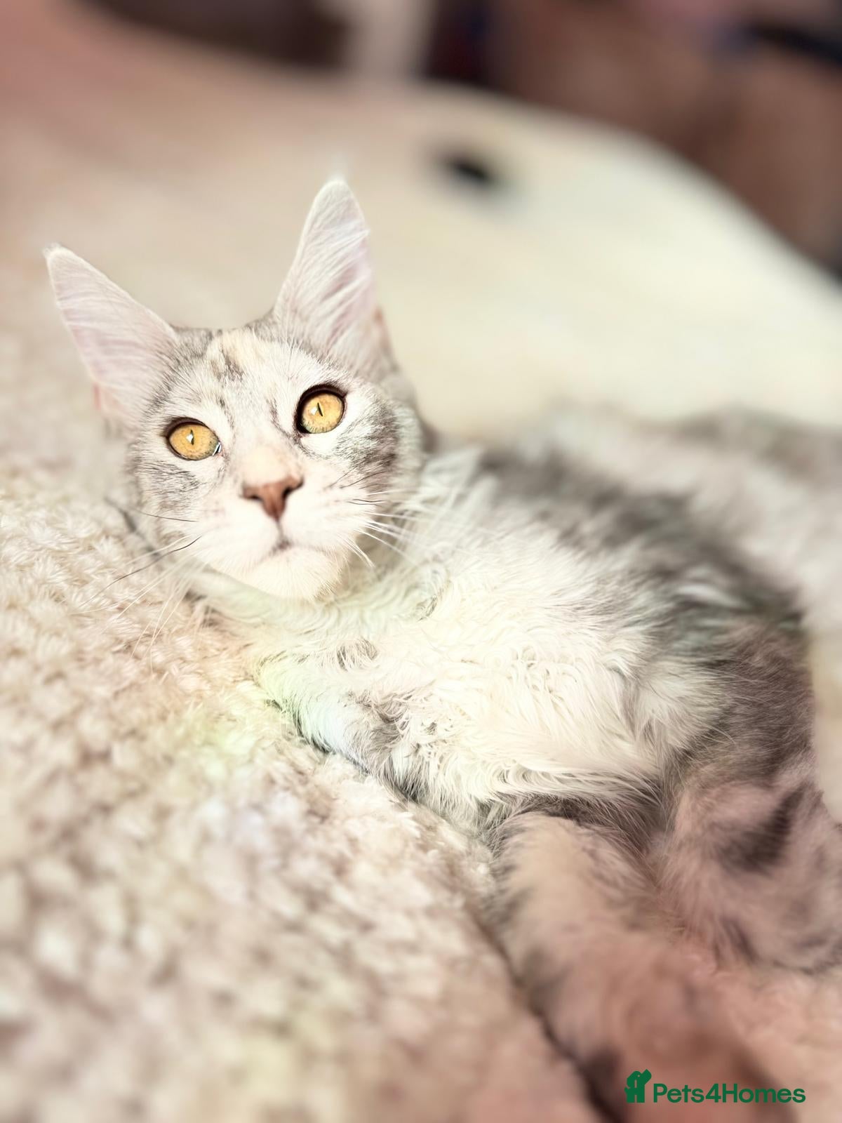 Maine Coon cats 🩷 Stunning Silver Girl she is so cuddly 🩷 - Advert 2