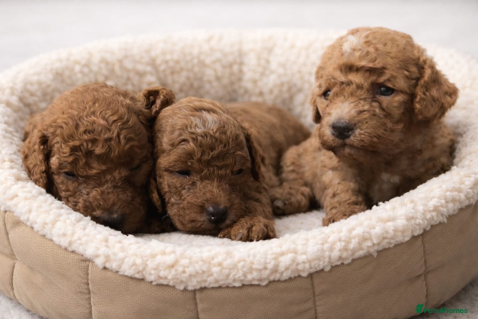 Cockapoo dogs RED TOY COCKAPOO PUPPIES 3 BOYS!!  - Advert 3