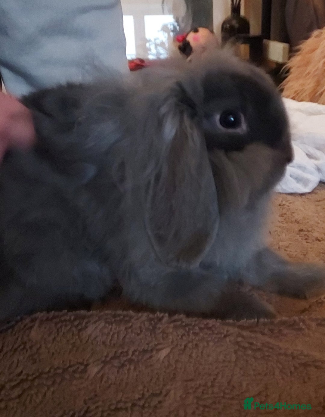 Mixed Breed rabbits for sale: Male lol x lion head - Advert 4