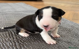 English Bull Terrier dogs for sale: Beautiful English bull terrier  - Image 19