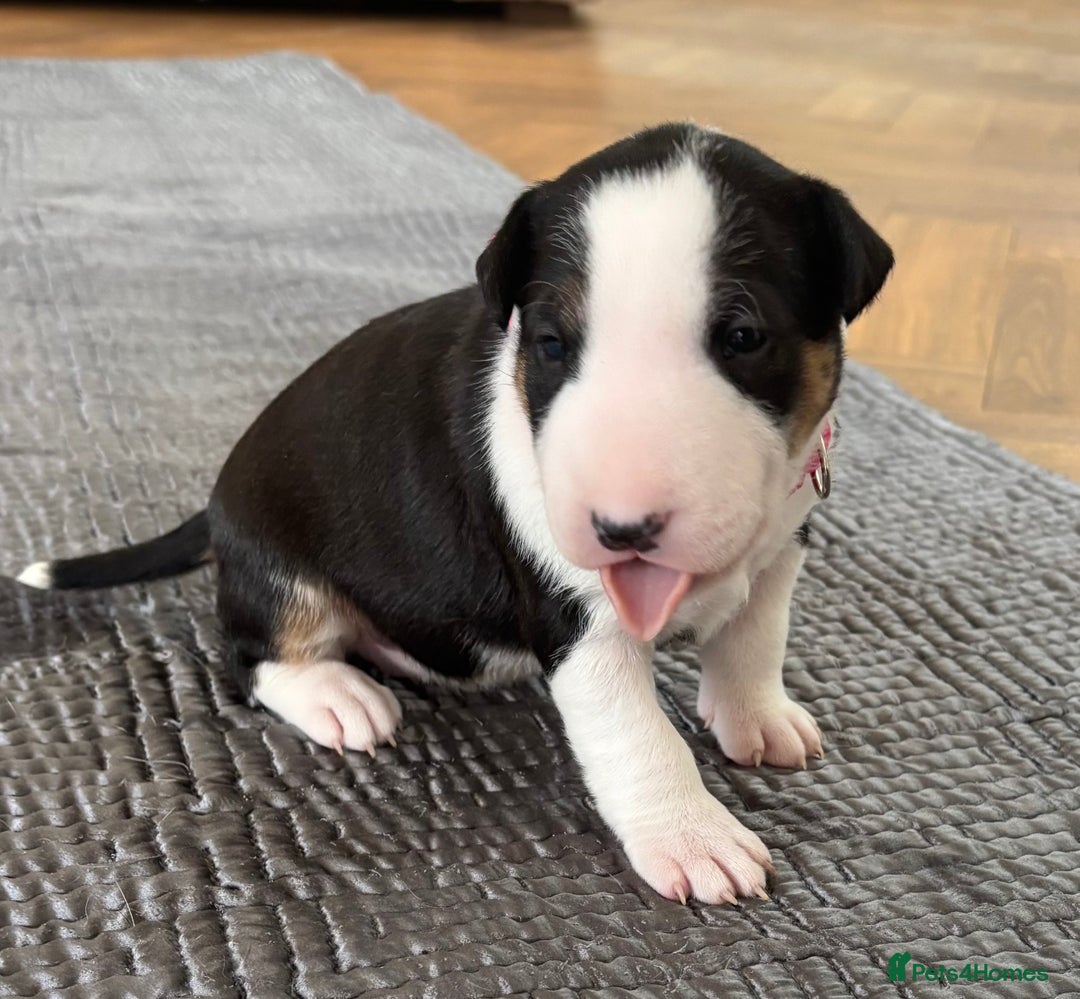 English Bull Terrier dogs for sale: Beautiful English bull terrier  - Image 19