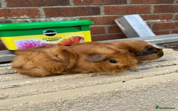 Guinea Pig rodents for sale: Funky guinea pigs - Image 2