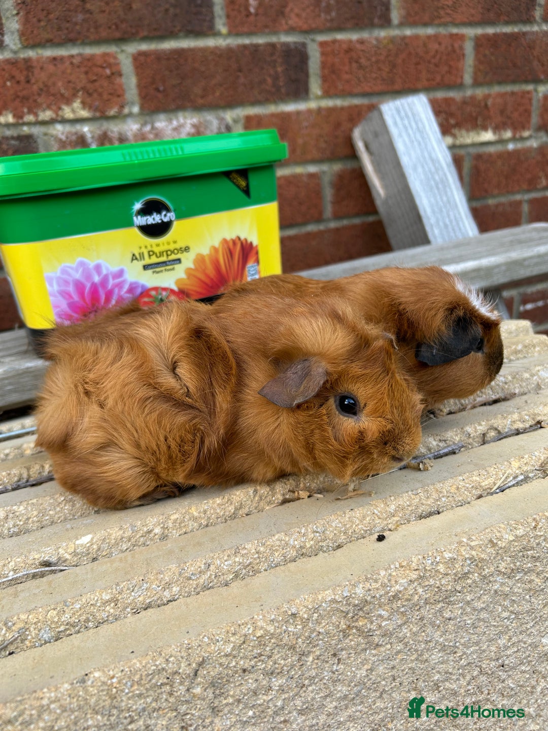 Guinea Pig rodents for sale: Funky guinea pigs - Image 2