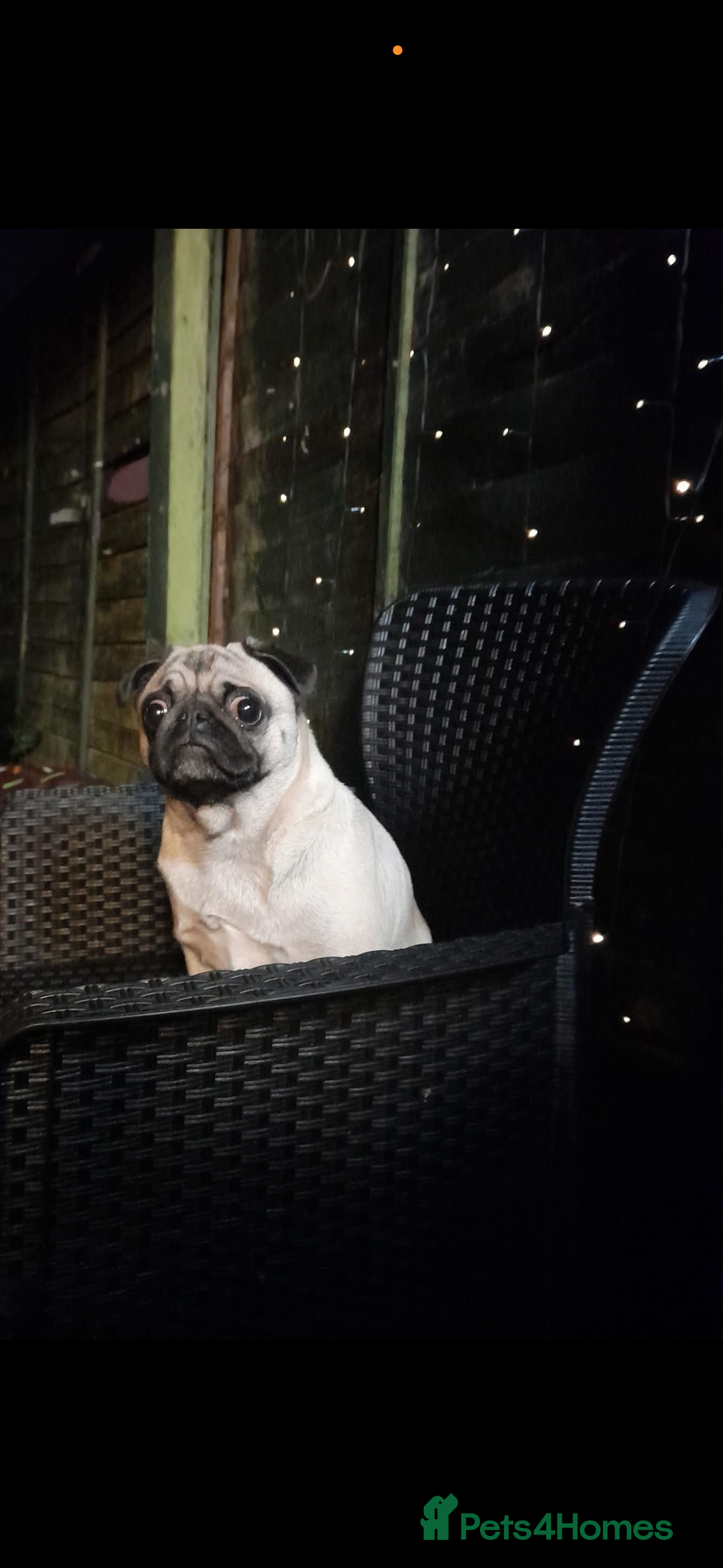 Pug dogs for sale: Female pug  - Advert 2