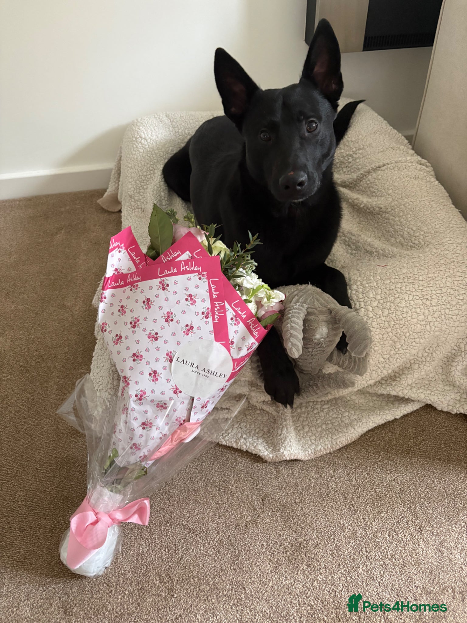 Mixed Breed dogs Belgian Malinois/ German Shepherd for breeding. - Advert 3