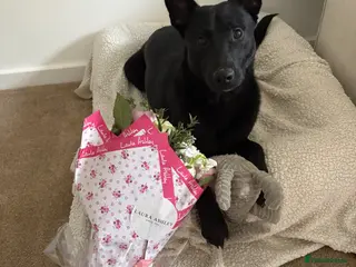 Mixed Breed dogs Belgian Malinois/ German Shepherd for breeding. - Advert 3