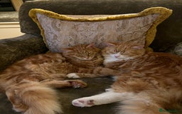 Maine Coon cats for sale: Maine Coon Boys for sale - Image 14