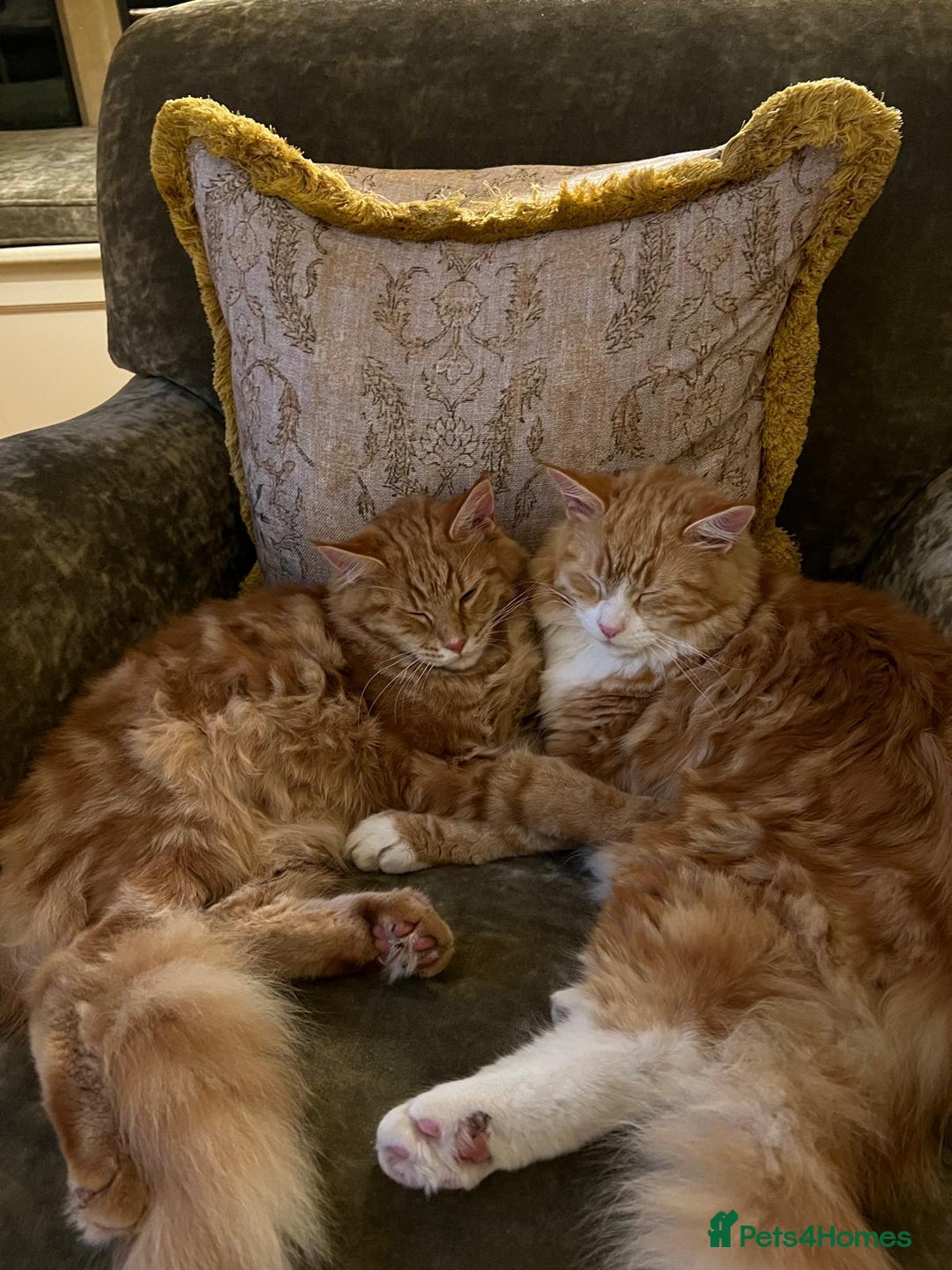 Maine Coon cats for sale: Maine Coon Boys for sale - Image 14