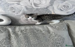 Mixed Breed cats for sale: 3 beautiful tabby kittens remaining 🥹 - Image 30