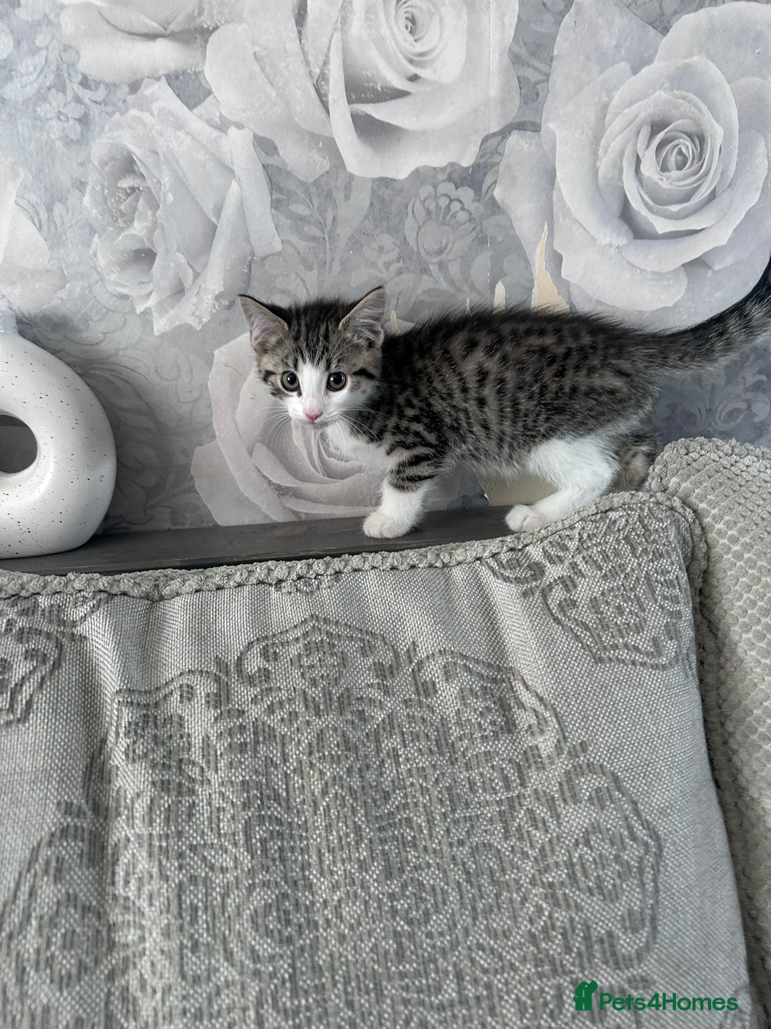 Mixed Breed cats for sale: 3 beautiful tabby kittens remaining 🥹 - Image 30
