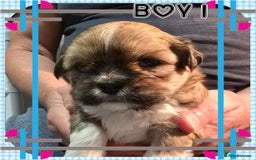 Lhasa Apso dogs for sale: 2 Male Lhasa Apso Pups Parents Clear PRA4 - Image 2