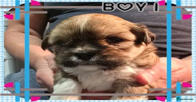 Lhasa Apso dogs - Advert 1