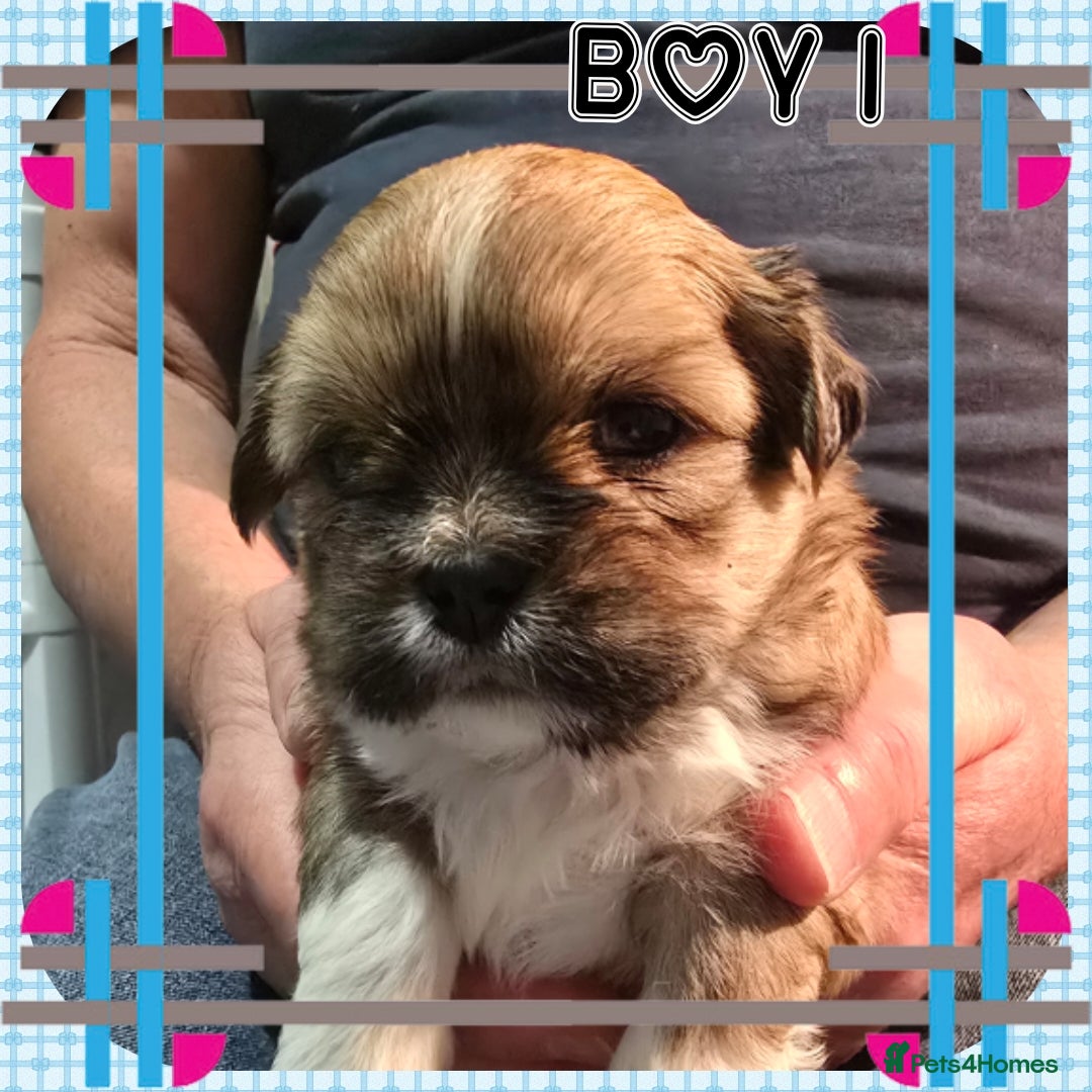 Lhasa Apso dogs for sale: 2 Male Lhasa Apso Pups Parents Clear PRA4 - Image 2