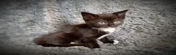Mixed Breed cats for sale: 9 beautiful kittens looking for new homes  - Advert 28