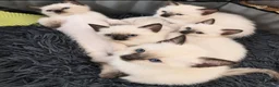 Siamese cats for sale: Siamese crosed with Ragdol - Advert 25