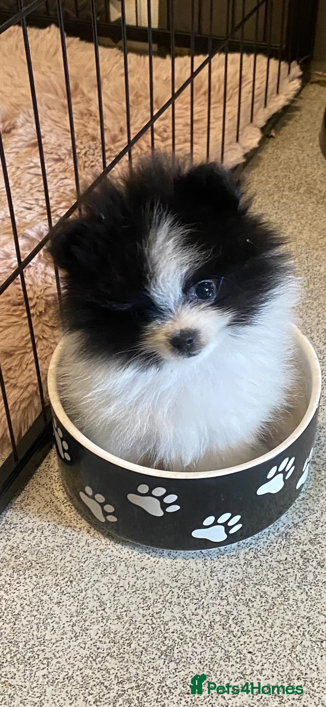 Pomeranian dogs for sale: Little bundles of fluffy joy in Reading - Advert 9