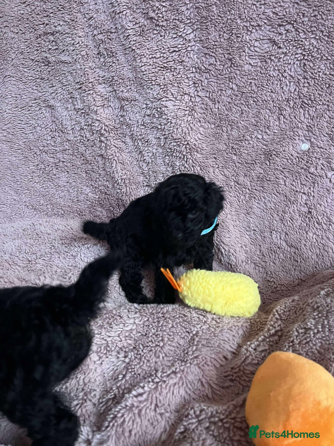 Miniature Poodle dogs for sale: Miniature Poodles!!! - Advert 5