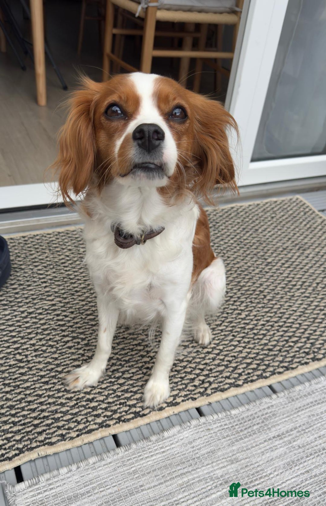 Cavapoo dogs for sale: Gorgeous Puppies ✨🐶 5 in litter Cavapo f1b dog   - Image 4