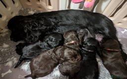 Cocker Spaniel dogs for sale: Kc reg English Cockerspaniel - Image 5