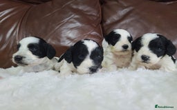 Cockapoo dogs for sale: F1 Cockapoos, Parti Roan. DNA HEALTH TESTED - Image 10
