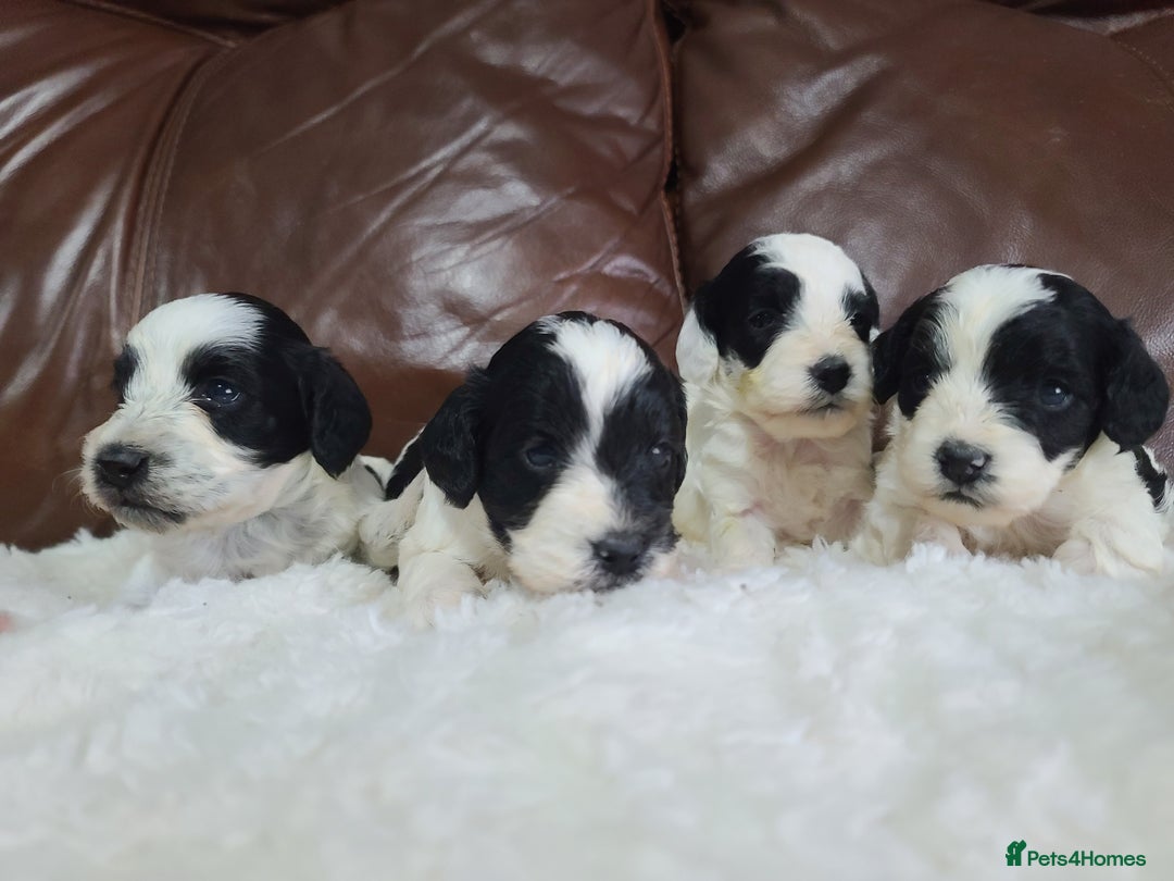 Cockapoo dogs for sale: F1 Cockapoos, Parti Roan. DNA HEALTH TESTED - Image 10