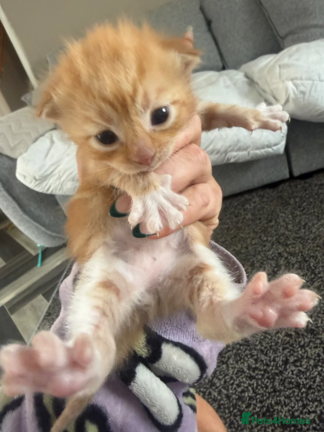 Maine Coon cats for sale: Maine coon mix  in Telford - Advert 2