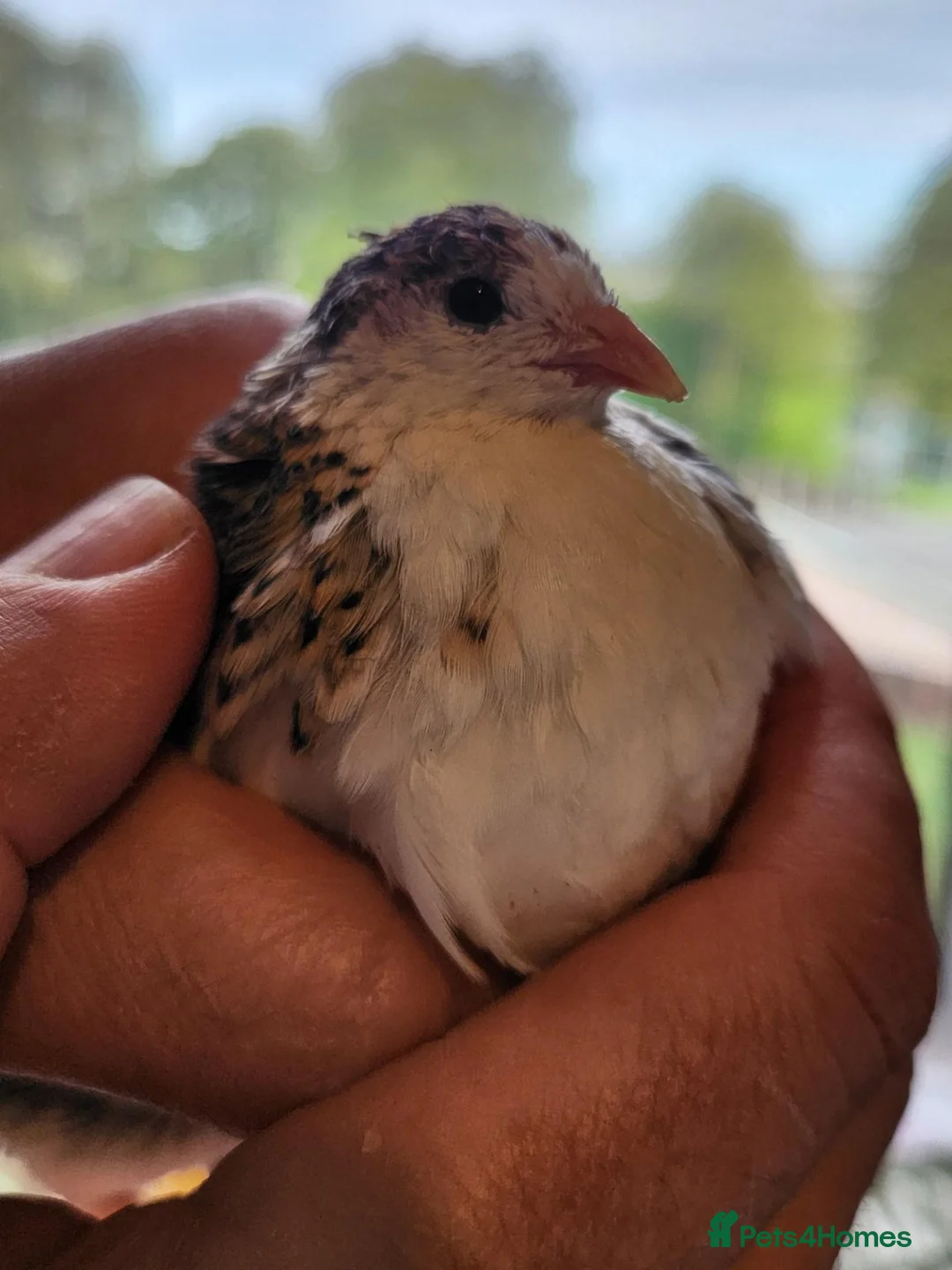 Quail poultry for sale: Female Chinese Painted Button Quail in Flint - Advert 2