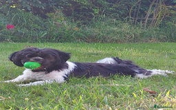Shih Tzu dogs for sale: Female Shih Tzu - Image 2