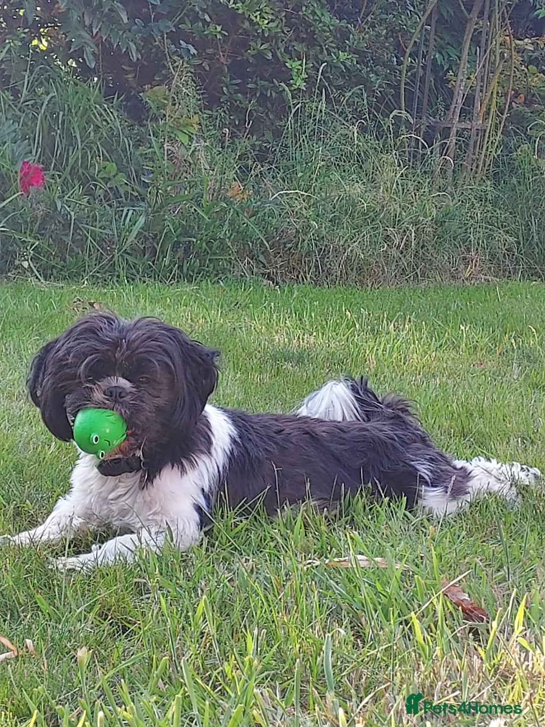 Shih Tzu dogs for sale: Female Shih Tzu - Image 2