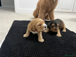 Cockapoo dogs F1 Cockapoo puppies. 1 Golden & 1 Chocolate/Tan - Advert 1