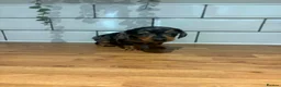 Dachshund dogs for sale: Beautiful dachshund puppies - Advert 14