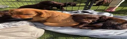 Cocker Spaniel dogs for sale: Cocker spaniel puppies - Advert 10