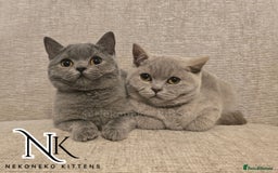 British Shorthair cats for sale: GORGEOUS GCCF REG TEDDYS 🐻🧸 READY TO LEAVE ❗️❗️ - Image 17