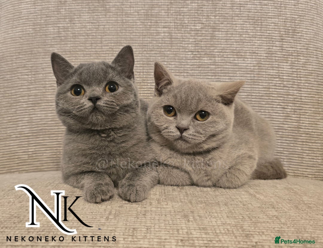 British Shorthair cats for sale: GORGEOUS GCCF REG TEDDYS 🐻🧸 READY TO LEAVE ❗️❗️ - Image 17