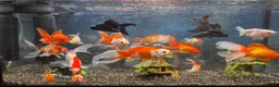 Goldfish fish for sale: Good quality gold fish & koi carp  in Leicester - Advert 4