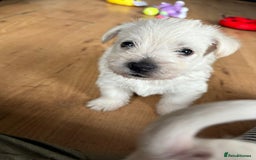 West Highland Terrier dogs for sale: Gorgeous West Highland White (Westie) Puppies - Image 3