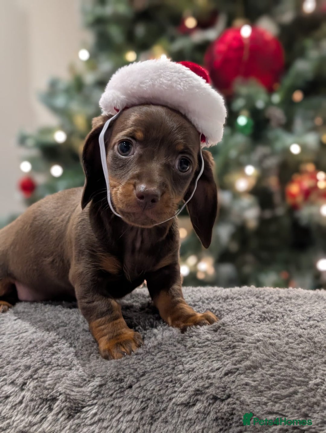 Miniature Dachshund dogs for sale: Adorable little of miniature daschunds  - Advert 22