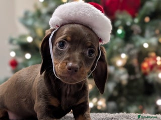 Miniature Dachshund dogs Adorable little of miniature daschunds - Advert 7