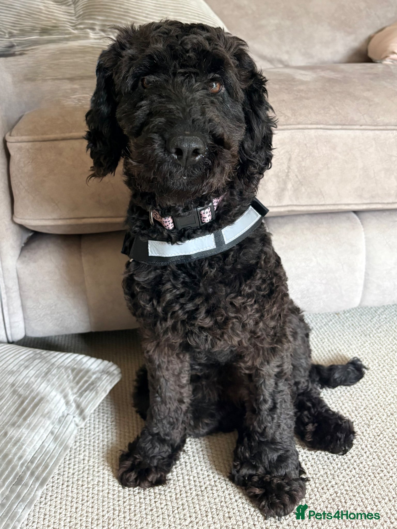 Cockapoo dogs Beautiful female cockapoo - Advert 2