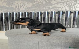 Miniature Dachshund dogs for sale: Miniature Smooth Dachshund Puppies  - Image 24