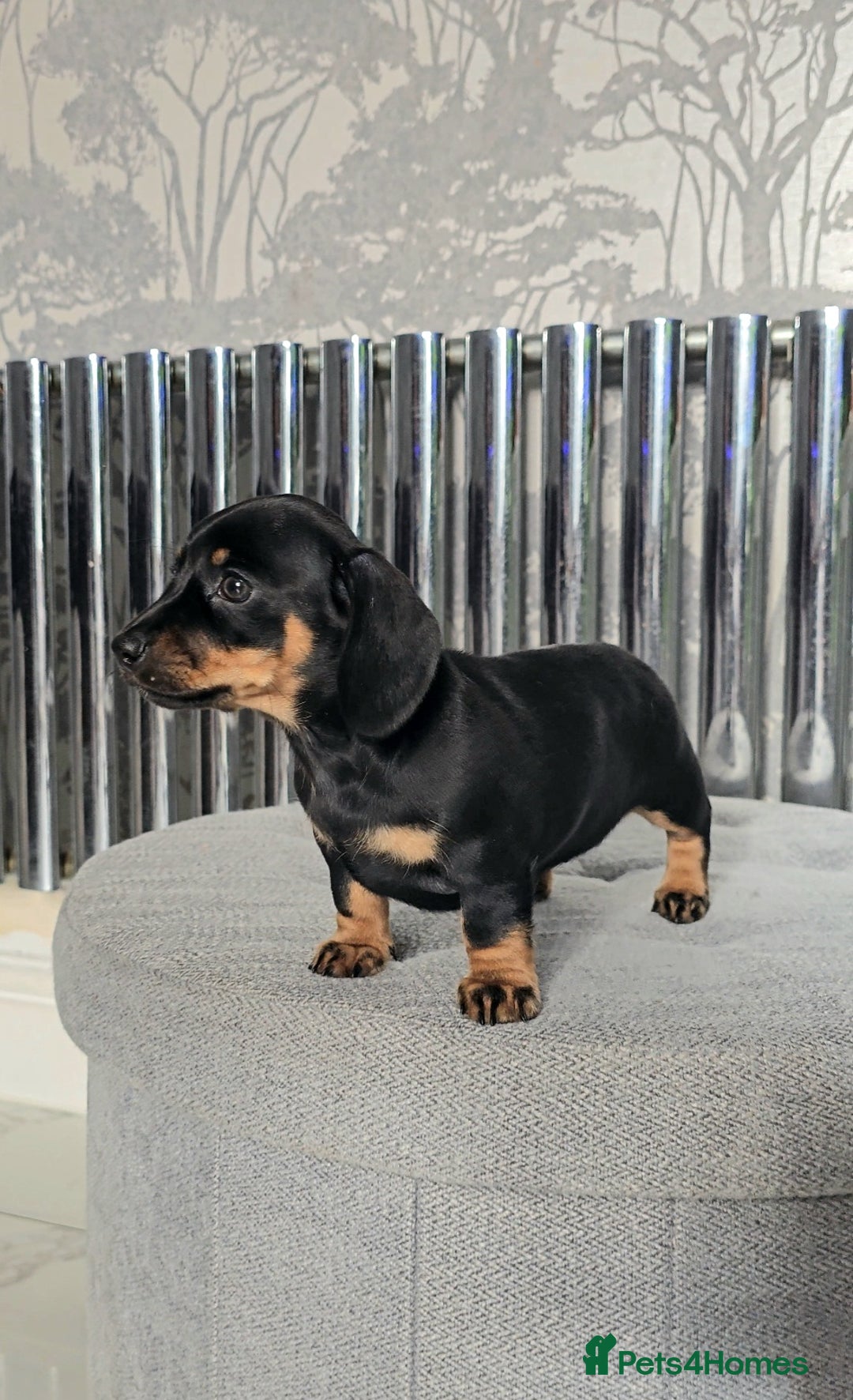 Miniature Dachshund dogs for sale: Miniature Smooth Dachshund Puppies  - Image 24