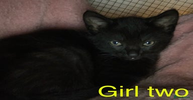 Mixed Breed cats - Advert 16