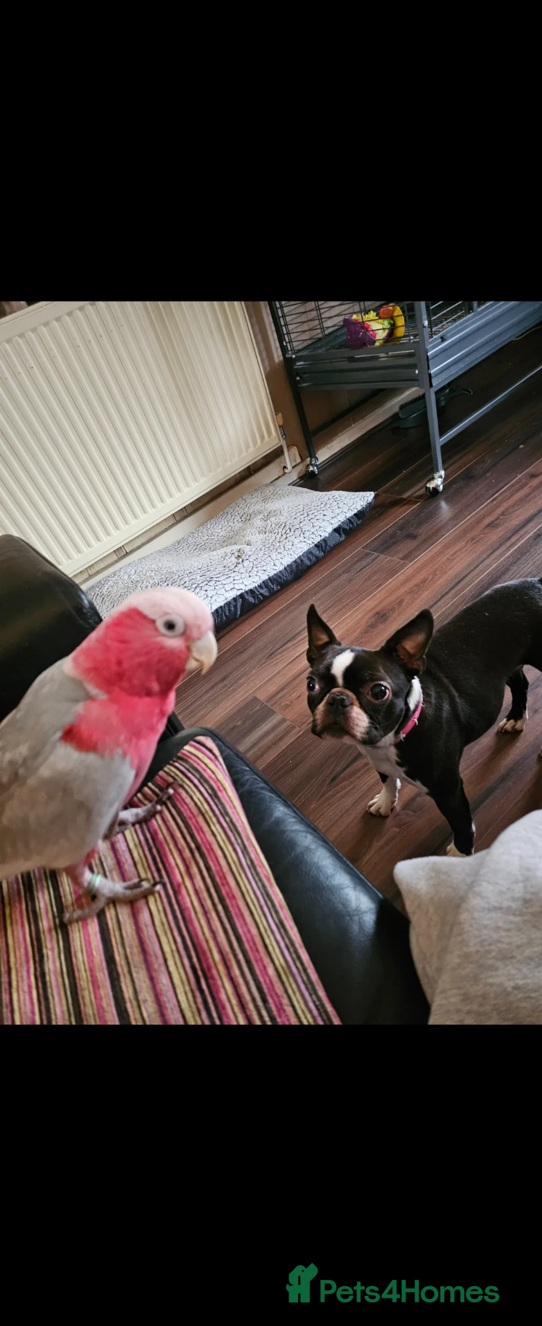 Cockatoo birds for sale: Galah cockatoo  - Advert 1