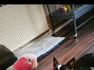 Cockatoo birds Galah cockatoo - Advert 3