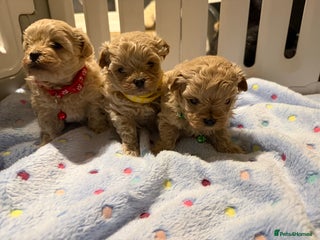 Maltipoo dogs Small Maltipoo puppy’s - Advert 1